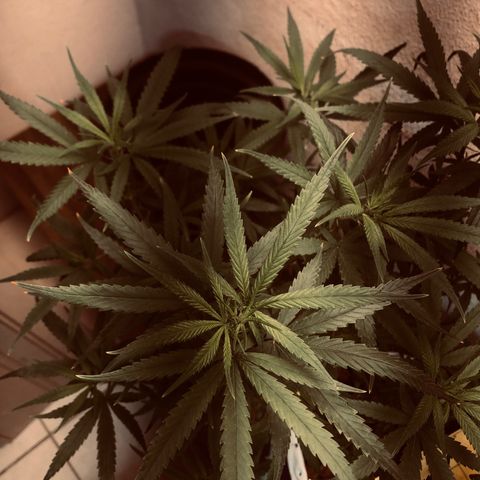 Flower Miramar  growlog photo: 1tampa de 4 14 8 em 1 litro averiguar depois 