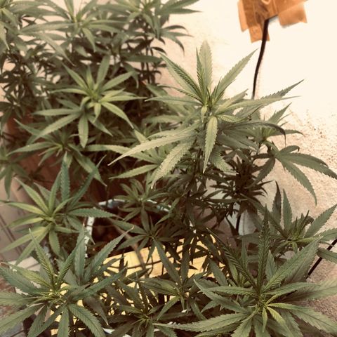 Flower Miramar  growlog photo: 1tampa de 4 14 8 em 1 litro averiguar depois 