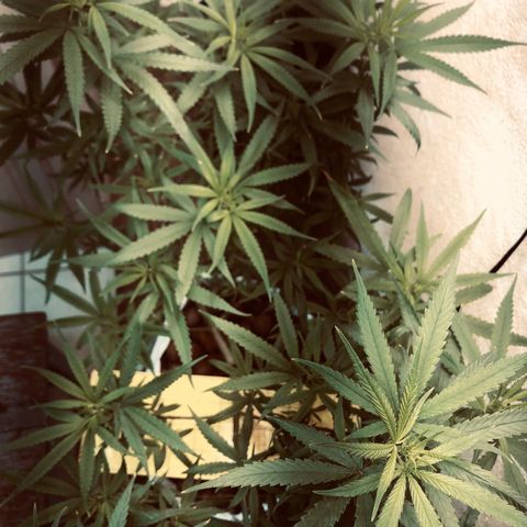 Flower Miramar  growlog photo: 1tampa de 4 14 8 em 1 litro averiguar depois 