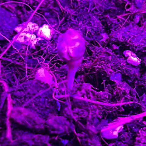Buddha Purple Kush growlog photo: Nasceu