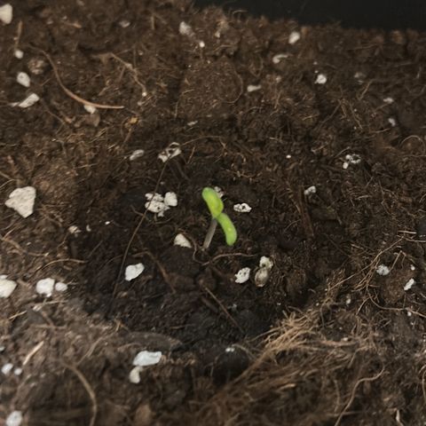 Buddha Purple Kush growlog timeline photo