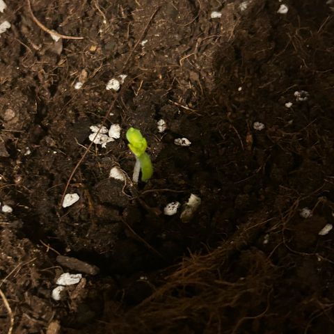 Buddha Purple Kush growlog photo: Crescimento muito rapido no estagio inicial 