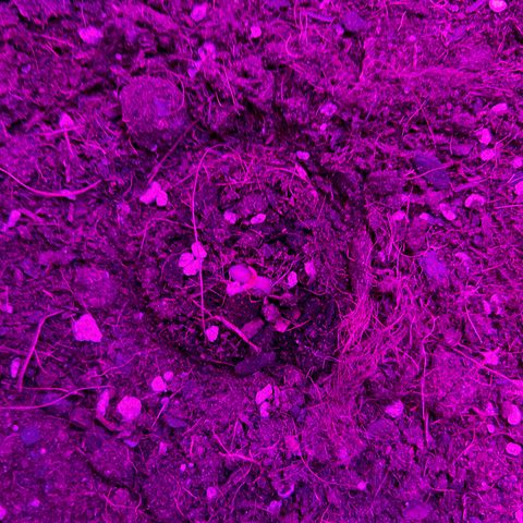 Buddha Purple Kush growlog photo: Crescimento muito rapido no estagio inicial 