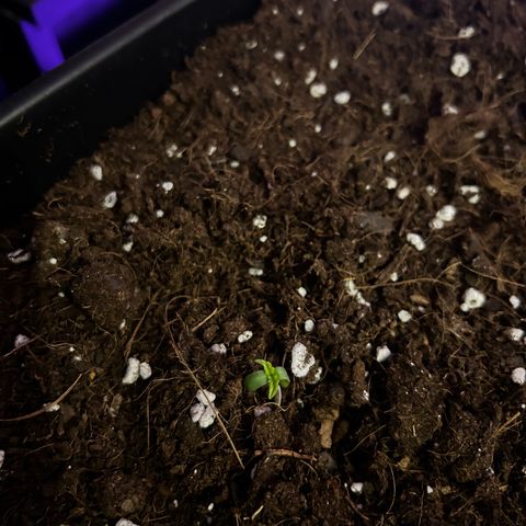 Buddha Purple Kush growlog photo: Crescimento muito rapido no estagio inicial 