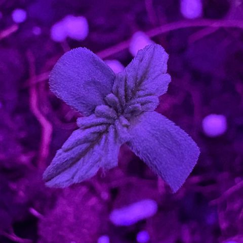 Buddha Purple Kush growlog photo: Segundo dia, evolução monstra