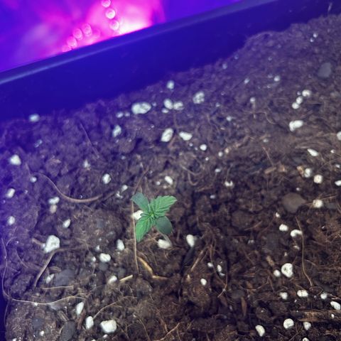 Buddha Purple Kush growlog photo: Dia 3, acho que ela precisa de mais luz