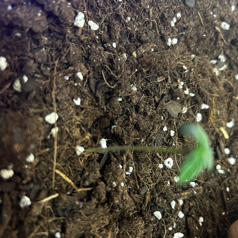 Buddha Purple Kush growlog photo: Dia 3, acho que ela precisa de mais luz