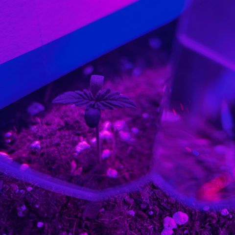 Buddha Purple Kush growlog photo: As folhas serrilhas parecem maiores e bem vivas.
Adicionei mais substraro pois ela estava crescendo muito, adicionei mais um ponto de luz direto