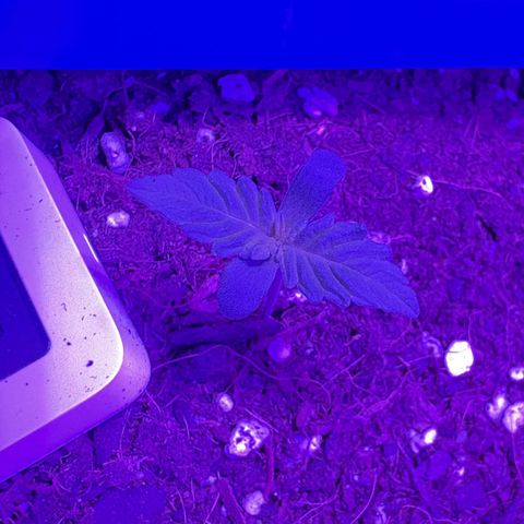 Buddha Purple Kush growlog timeline photo