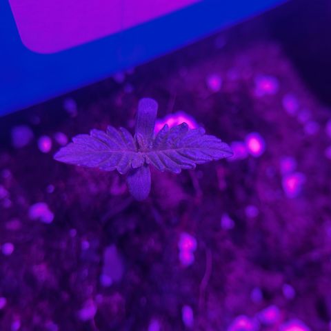 Buddha Purple Kush growlog timeline photo