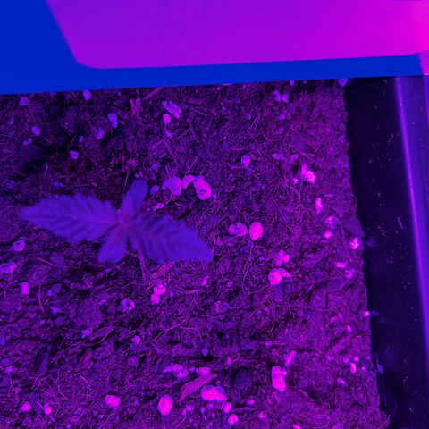 Buddha Purple Kush growlog timeline photo