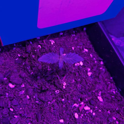 Buddha Purple Kush growlog timeline photo