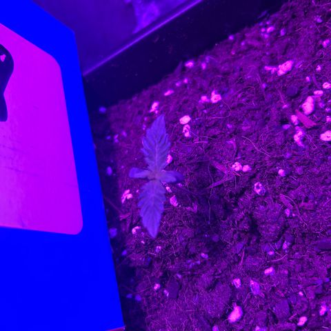 Buddha Purple Kush growlog timeline photo