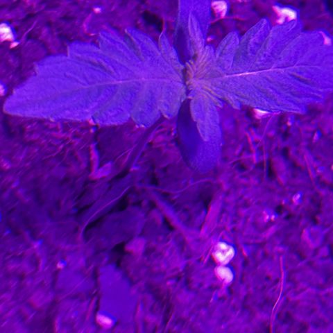 Buddha Purple Kush growlog timeline photo