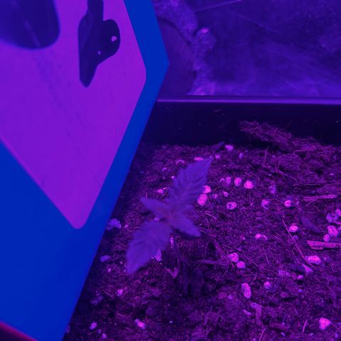 Buddha Purple Kush growlog timeline photo