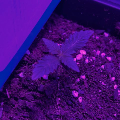 Buddha Purple Kush growlog timeline photo