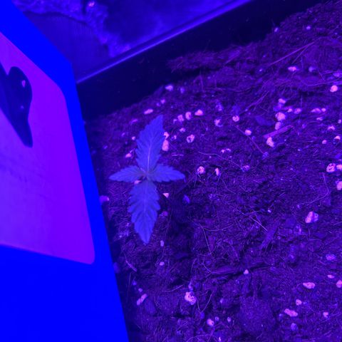 Buddha Purple Kush growlog timeline photo