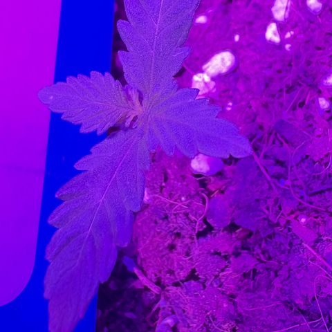 Buddha Purple Kush growlog timeline photo