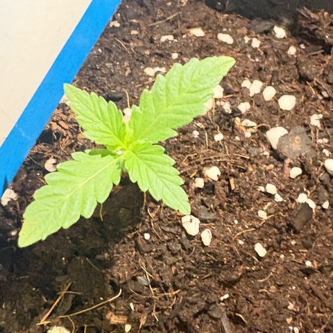 Buddha Purple Kush growlog timeline photo
