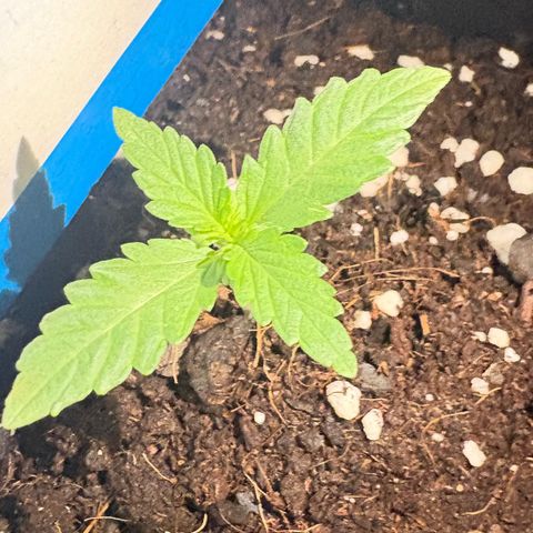 Buddha Purple Kush growlog timeline photo