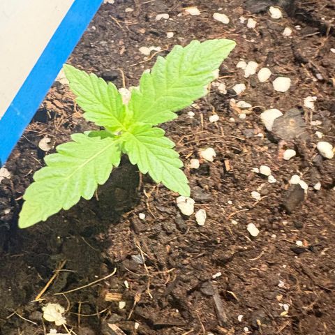 Buddha Purple Kush growlog timeline photo