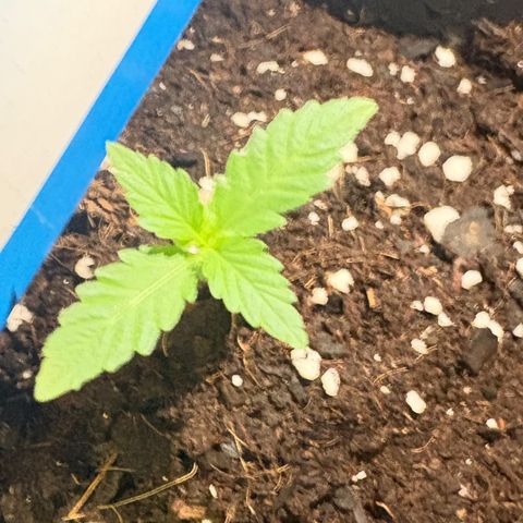 Buddha Purple Kush growlog timeline photo