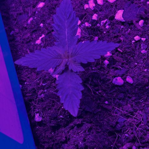 Buddha Purple Kush growlog timeline photo