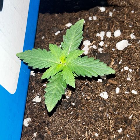 Buddha Purple Kush growlog timeline photo