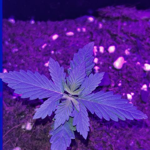 Buddha Purple Kush growlog timeline photo