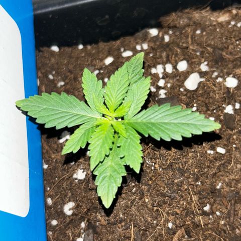 Buddha Purple Kush growlog timeline photo