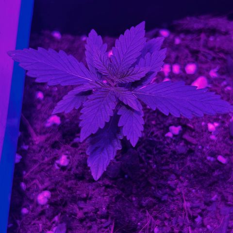 Buddha Purple Kush growlog timeline photo