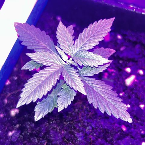 Buddha Purple Kush growlog timeline photo