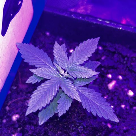 Buddha Purple Kush growlog timeline photo