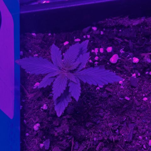 Buddha Purple Kush growlog timeline photo