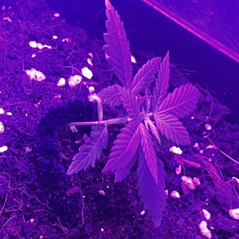 Buddha Purple Kush growlog timeline photo