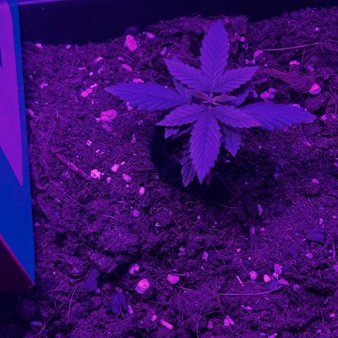 Buddha Purple Kush growlog timeline photo