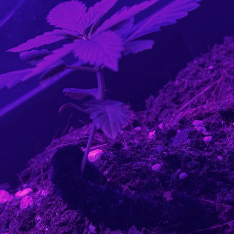 Buddha Purple Kush growlog timeline photo