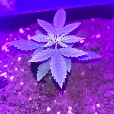 Buddha Purple Kush growlog timeline photo