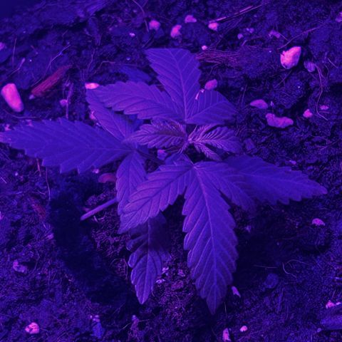 Buddha Purple Kush growlog timeline photo