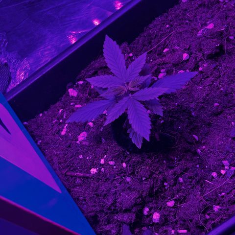 Buddha Purple Kush growlog timeline photo