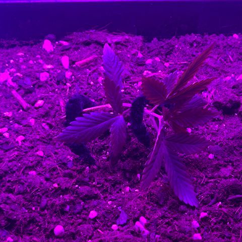 Buddha Purple Kush growlog timeline photo