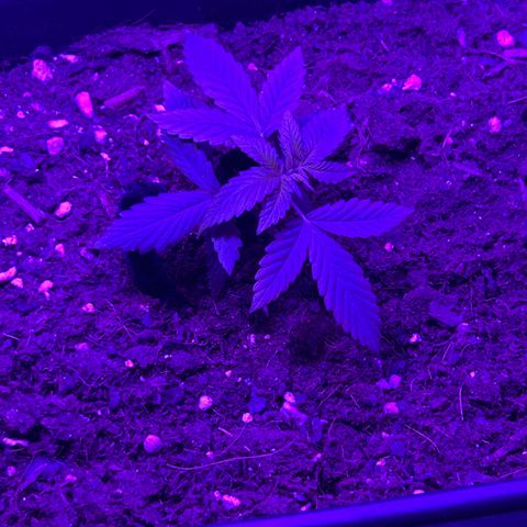 Buddha Purple Kush growlog timeline photo