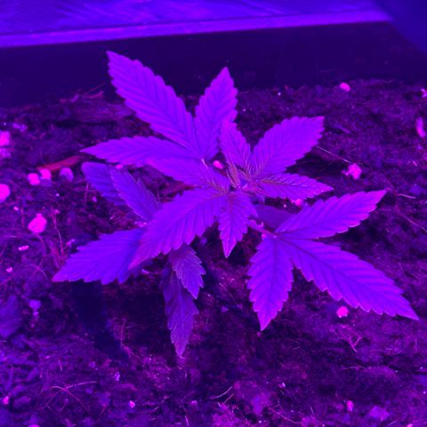 Buddha Purple Kush growlog timeline photo