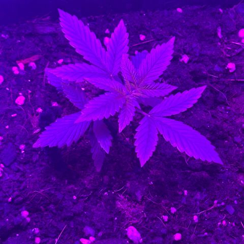 Buddha Purple Kush growlog timeline photo