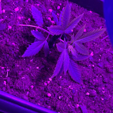 Buddha Purple Kush growlog timeline photo