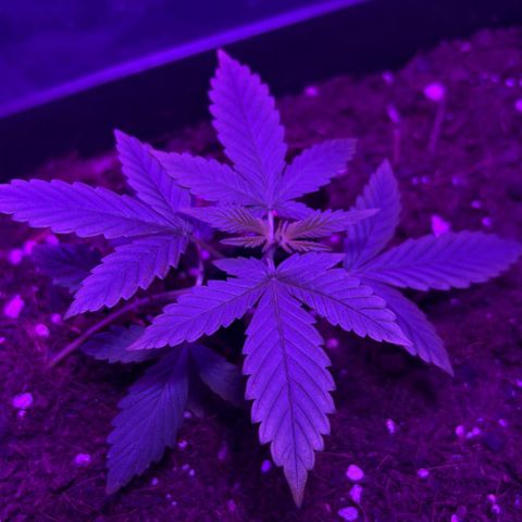 Buddha Purple Kush growlog timeline photo