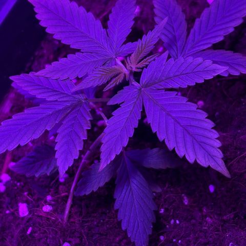 Buddha Purple Kush growlog timeline photo
