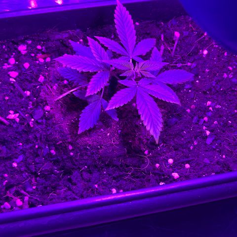 Buddha Purple Kush growlog timeline photo