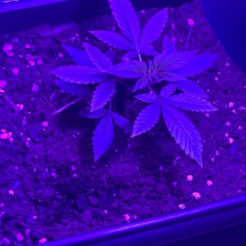 Buddha Purple Kush growlog timeline photo