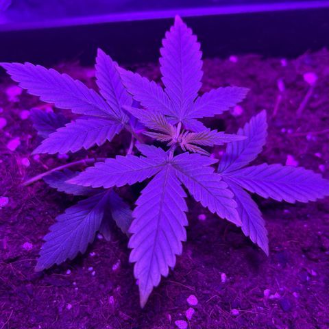 Buddha Purple Kush growlog timeline photo